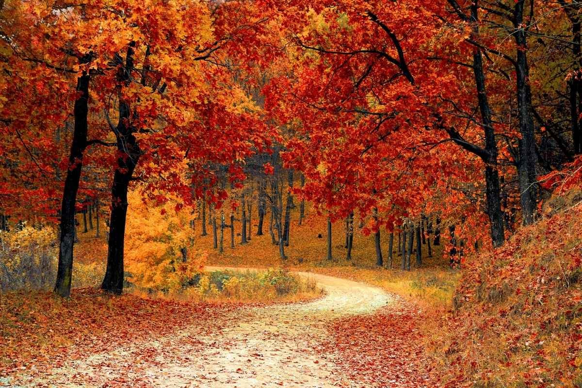 Foliage in Veneto con i bambini: 10 gite facili